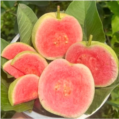 Guava Plant